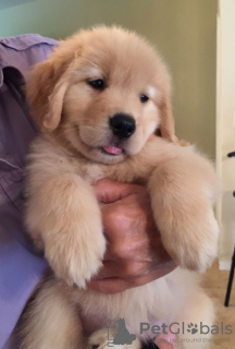 Foto №2 zu Ankündigung № 46540 zu verkaufen golden retriever - einkaufen USA quotient 	ankündigung