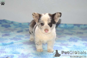 Foto №4. Ich werde verkaufen welsh corgi in der Stadt East Texas.  - preis - 672€