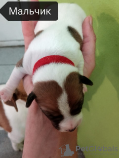 Foto №3. Reservierung von Welpen. Russische Föderation