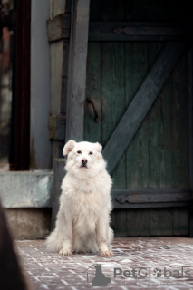 Foto №4. Ich werde verkaufen  in der Stadt Москва. aus dem tierheim - preis - Frei