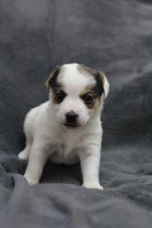 Foto №4. Ich werde verkaufen jack russell terrier in der Stadt Gomel. quotient 	ankündigung - preis - 188€