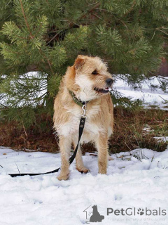 Foto №3. Der süße bärtige Wolf wartet immer noch auf seinen Mann. Russische Föderation