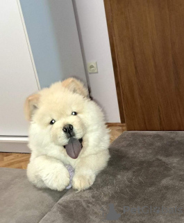 Foto №2 zu Ankündigung № 127753 zu verkaufen chow-chow - einkaufen Serbien 