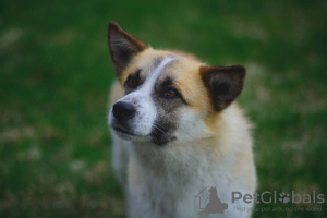 Zusätzliche Fotos: Miniaturhund sucht ein Zuhause!