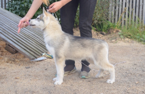 Foto №3. GWENDOLYN WILDE BLUME. Russische Föderation