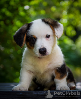 Zusätzliche Fotos: Süße Cardigan Welsh Corgi Welpen aus Ungarn kennel@cardibakery.hu