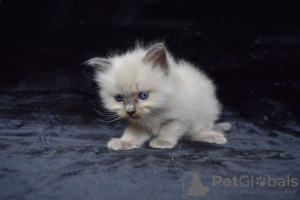 Foto №2 zu Ankündigung № 121791 zu verkaufen ragdoll-katze - einkaufen Spanien quotient 	ankündigung, züchter