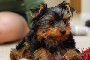 Foto №1. yorkshire terrier - zum Verkauf in der Stadt Rüdersdorf | verhandelt | Ankündigung № 97601