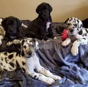 Foto №1. deutsche dogge - zum Verkauf in der Stadt Stadt von London | 700€ | Ankündigung № 165568