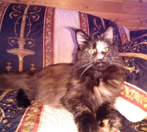 Foto №3. Maine-Waschbär betitelte Katze 8 Monate. Russische Föderation