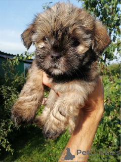 Foto №4. Ich werde verkaufen shih tzu in der Stadt Valga. quotient 	ankündigung, aus dem tierheim, züchter - preis - 450€