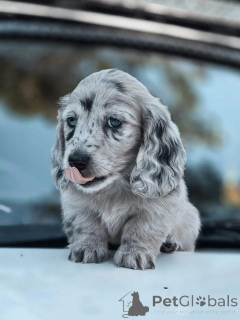 Foto №3. Wunderschöne männliche und weibliche Welpen zur Adoption. Belgien