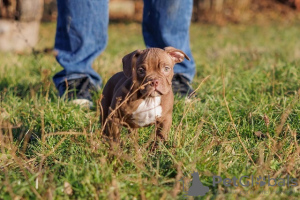 Foto №1. american bully - zum Verkauf in der Stadt Krnjevo | verhandelt | Ankündigung № 93111