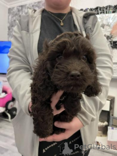 Foto №1. amerikanischer cocker spaniel - zum Verkauf in der Stadt Sodėnai | verhandelt | Ankündigung № 159985