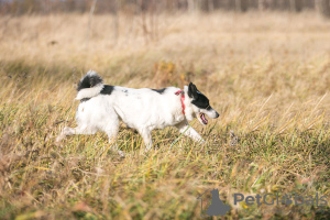 Foto №3. Mikas, der Hund, ist eine neugierige Nase, die ein Zuhause sucht!. Russische Föderation