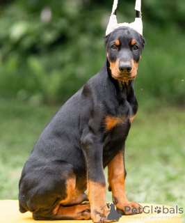 Foto №1. dobermann - zum Verkauf in der Stadt Salzburg | 900€ | Ankündigung № 149008
