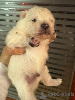 Foto №2 zu Ankündigung № 160640 zu verkaufen pommersche spitz - einkaufen Finnland quotient 	ankündigung