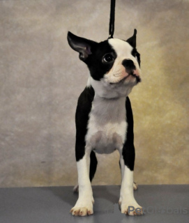 Zusätzliche Fotos: Boston Terrier Welpen zu verkaufen