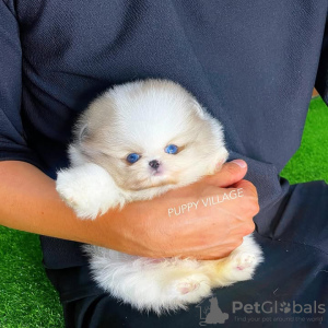 Foto №3. Toilette ausgebildete Pommerianer. Portugal