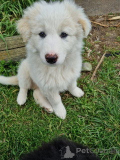 Foto №2 zu Ankündigung № 152382 zu verkaufen mischlingshund - einkaufen Deutschland züchter