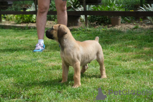 Foto №3. South african Mastif, Boerboel. Serbien