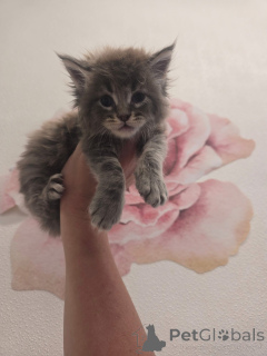 Foto №2 zu Ankündigung № 157146 zu verkaufen maine-coon-katze - einkaufen Großbritannien züchter