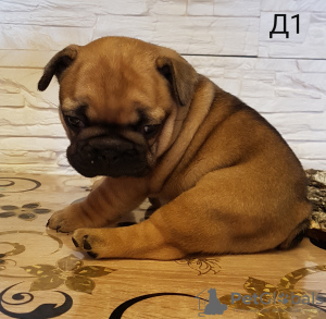 Foto №2 zu Ankündigung № 41670 zu verkaufen französische bulldogge - einkaufen Weißrussland quotient 	ankündigung