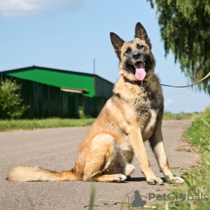 Foto №2 zu Ankündigung № 22596 zu verkaufen mischlingshund - einkaufen Russische Föderation quotient 	ankündigung