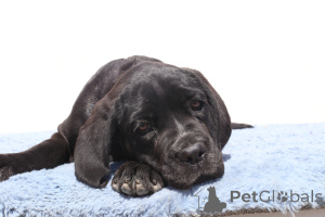 Foto №2 zu Ankündigung № 140504 zu verkaufen cane corso italiano - einkaufen Rumänien züchter