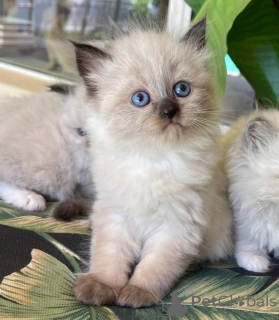 Foto №1. ragdoll-katze - zum Verkauf in der Stadt Chorherrn | Frei | Ankündigung № 171018