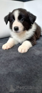 Foto №4. Ich werde verkaufen border collie in der Stadt Żory. züchter - preis - 836€