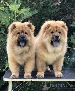 Foto №1. chow-chow - zum Verkauf in der Stadt Belgrad | verhandelt | Ankündigung № 117441