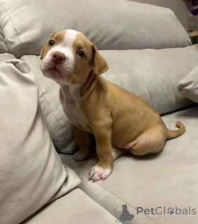 Foto №2 zu Ankündigung № 166104 zu verkaufen american pit bull terrier - einkaufen Deutschland 