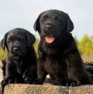 Foto №2 zu Ankündigung № 160908 zu verkaufen labrador retriever - einkaufen Belgien quotient 	ankündigung, züchter