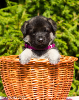 Foto №2 zu Ankündigung № 7025 zu verkaufen osteuropäischer schäferhund - einkaufen Russische Föderation züchter