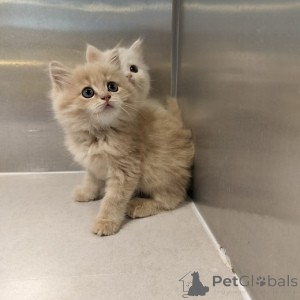 Foto №1. maine-coon-katze - zum Verkauf in der Stadt Berlin | 200€ | Ankündigung № 160202