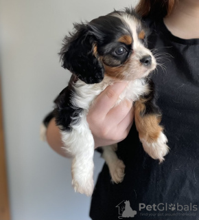 Foto №1. cavalier king charles spaniel - zum Verkauf in der Stadt Buffalo | 208€ | Ankündigung № 64144