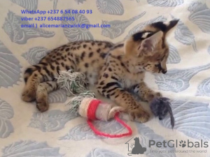 Foto №2 zu Ankündigung № 83571 zu verkaufen savannah-katze - einkaufen USA quotient 	ankündigung