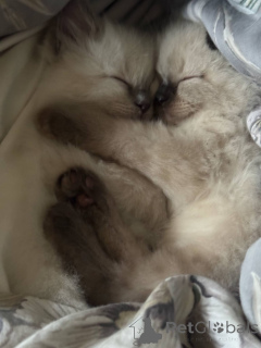 Foto №1. ragdoll-katze - zum Verkauf in der Stadt Frreistadt | 320€ | Ankündigung № 144489