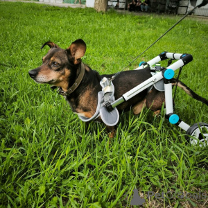 Foto №1. mischlingshund - zum Verkauf in der Stadt St. Petersburg | Frei | Ankündigung № 139947