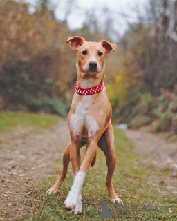 Foto №4. Ich werde verkaufen mischlingshund in der Stadt St. Petersburg. quotient 	ankündigung - preis - Frei