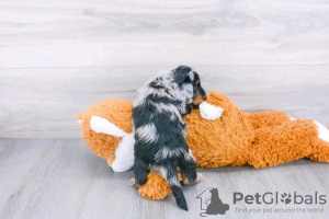 Foto №2 zu Ankündigung № 132240 zu verkaufen dackel - einkaufen USA 