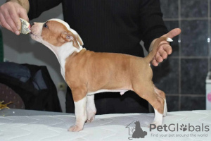 Foto №3. Amerikanischer Staffordshire Terrier. Serbien