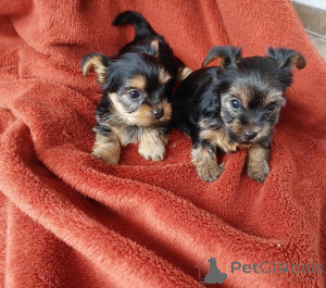 Foto №1. yorkshire terrier - zum Verkauf in der Stadt Antheia | verhandelt | Ankündigung № 169016