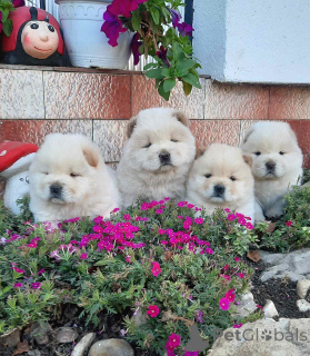 Foto №3. Chow Chow Chow. Serbien
