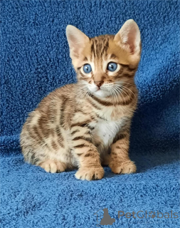 Foto №1. bengal katzenrasse - zum Verkauf in der Stadt Bække | 350€ | Ankündigung № 155432