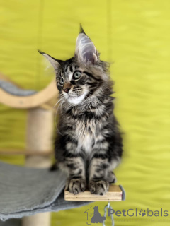 Foto №4. Ich werde verkaufen maine-coon-katze in der Stadt Albacete. quotient 	ankündigung - preis - 446€