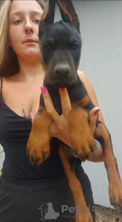 Foto №4. Ich werde verkaufen dobermann in der Stadt Ruma.  - preis - 500€