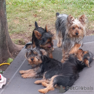 Foto №3. Silky terrier puppies for sale. Deutschland