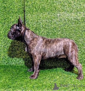 Foto №1. französische bulldogge - zum Verkauf in der Stadt Sremska Mitrovica | verhandelt | Ankündigung № 174711